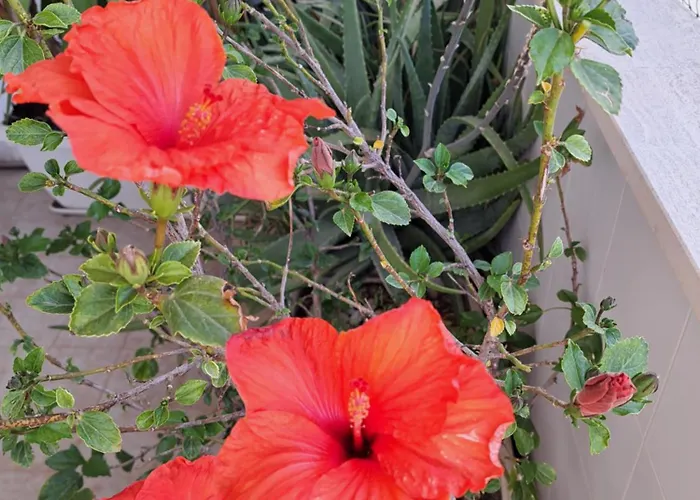 Gallybi * Галлиполи